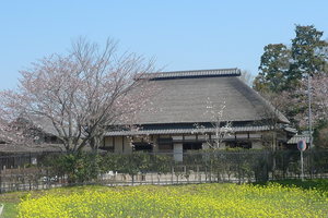 古民家を背景に菜の花と桜