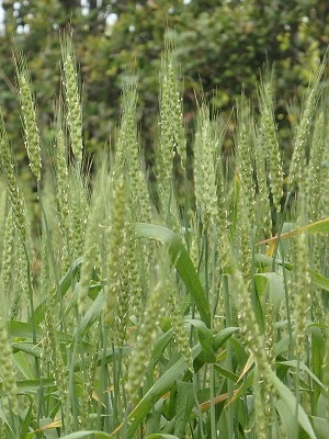 小麦の穂の写真