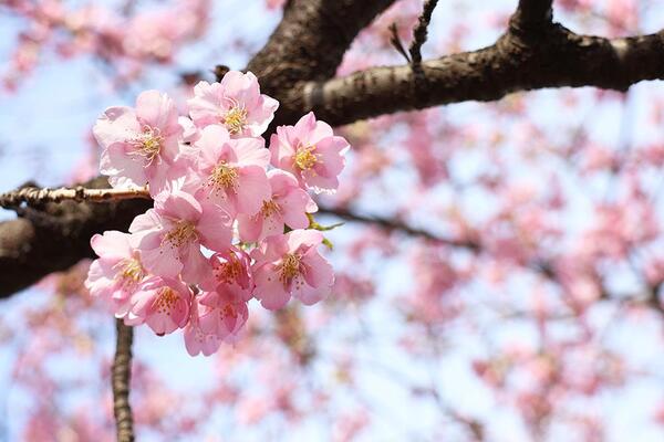 河津桜のピンクの花びら