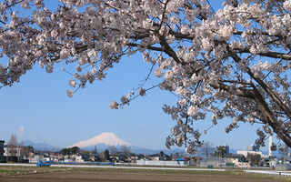 富士見市内の桜イメージ