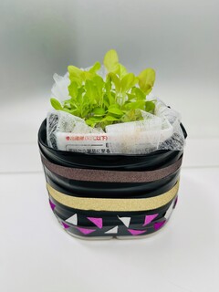 栽培3