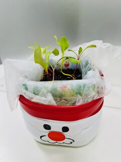 栽培4