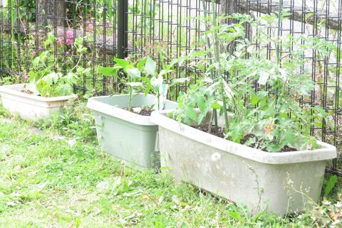 20250602水遣り2