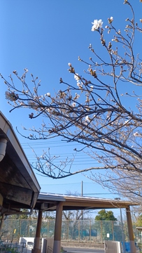 20260324桜