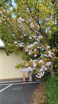 20260413八重桜