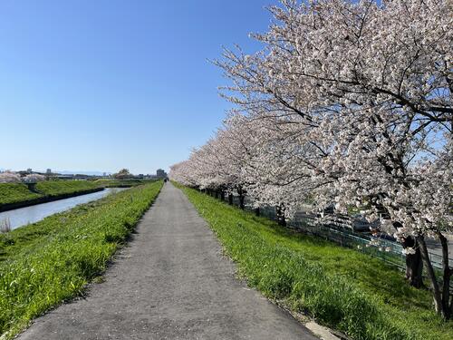 木染橋の桜