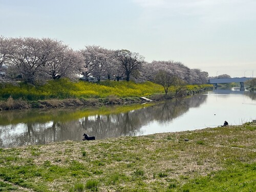 びん沼の桜と菜の花