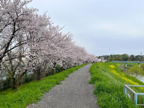 木染橋の桜並木（南畑公民館）