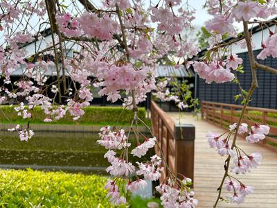 難波田城公園の枝垂桜（南畑公民館）