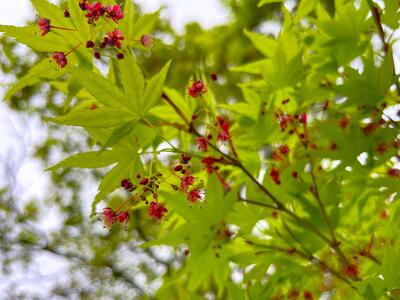 難波田城公園のもみじの花（南畑公民館）