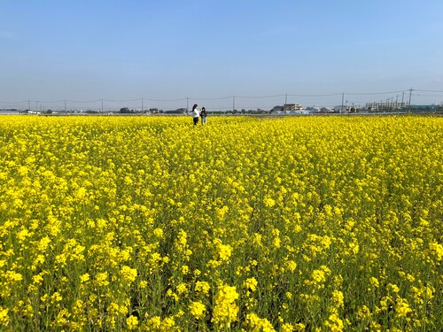 菜の花畑での写真