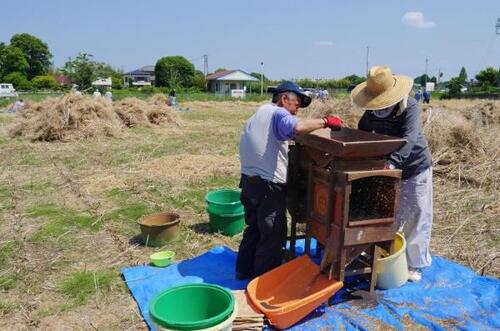 菜の花の種取りのようす