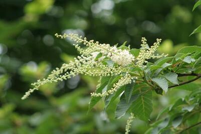 縄文の森の植物