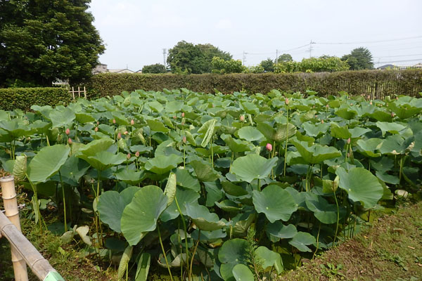 難波田城公園の蓮｜富士見市