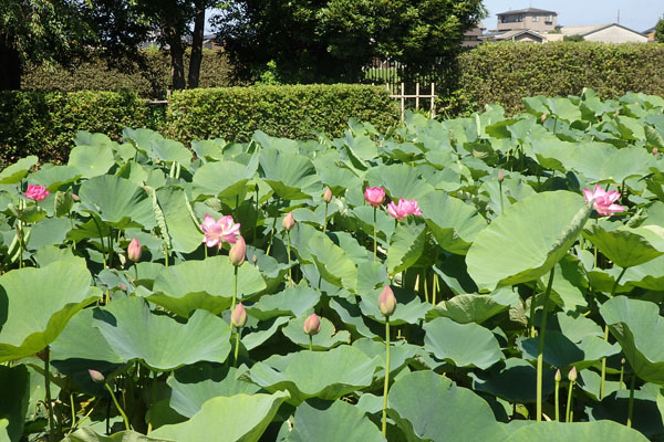 蓮花@プロフも見てくださいページ 難波田城公園の蓮｜富士見市