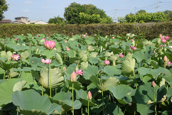 難波田城公園の蓮｜富士見市