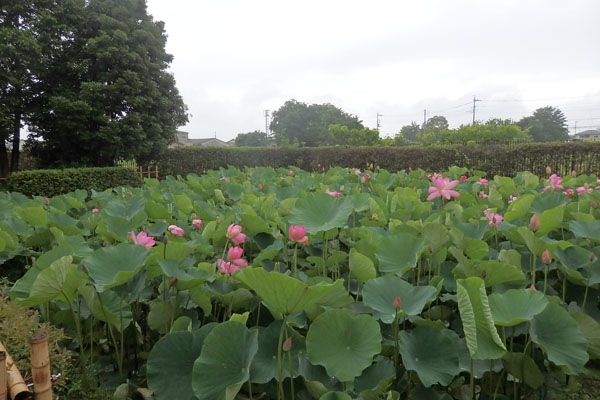 難波田城公園の蓮｜富士見市