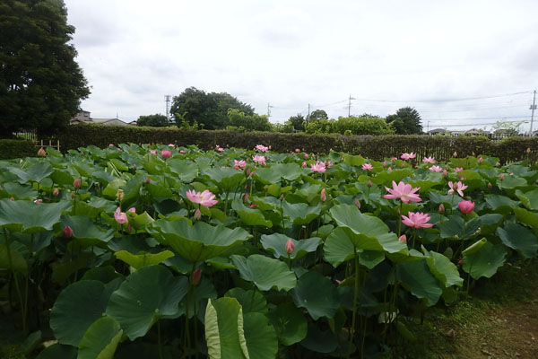 難波田城公園の蓮｜富士見市