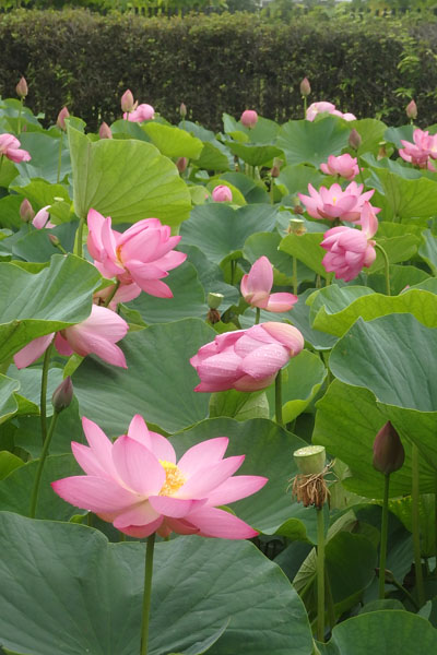 蓮花@プロフも見てくださいページ 難波田城公園の蓮｜富士見市