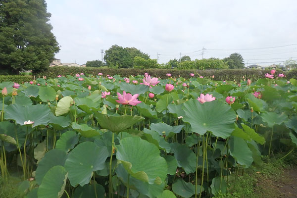 写真１
