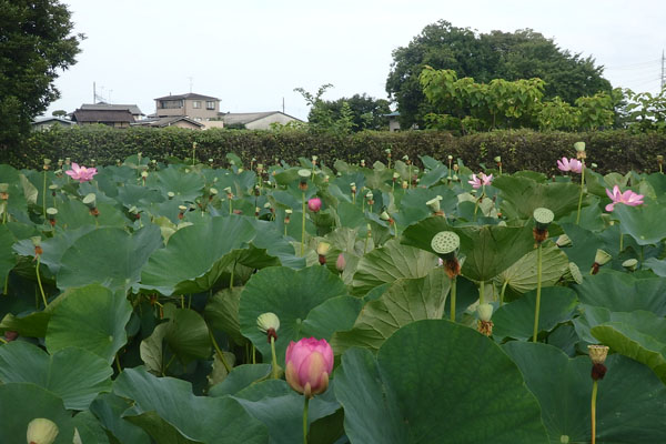難波田城公園の蓮｜富士見市