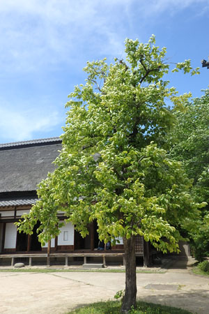 写真