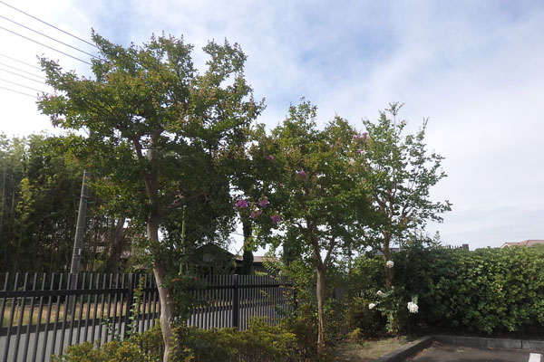 写真３