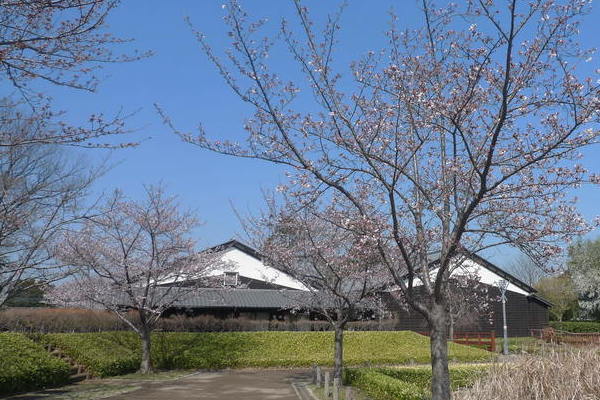 城跡ゾーンの桜
