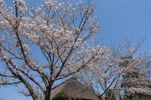 金子家前の桜