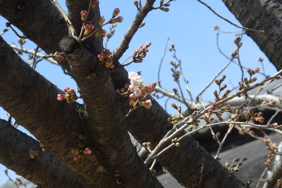 古民家屋根を背景に桜の花