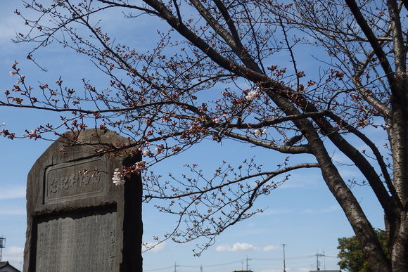 記念碑を背景に桜の花