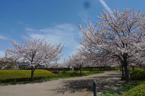 城跡ゾーンの桜