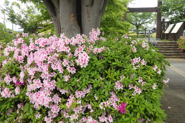写真