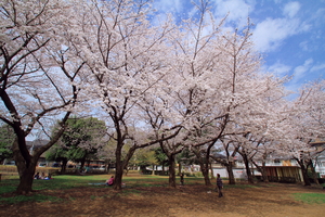 桜の名所です