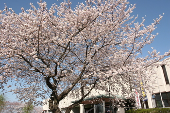 市役所本庁舎の桜