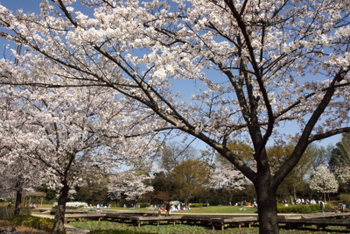 山崎公園のサクラ