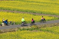 菜の花畑でサイクリング