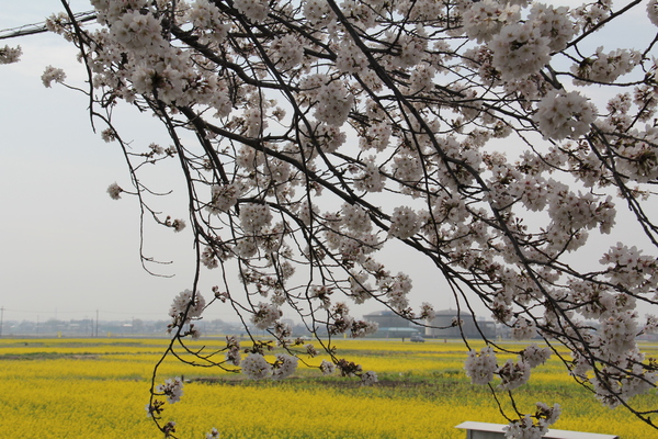 びん沼の桜と菜の花