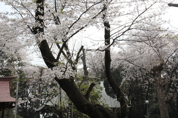 榛名神社の桜