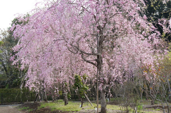 山崎公園の桜