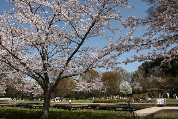 山崎公園の桜