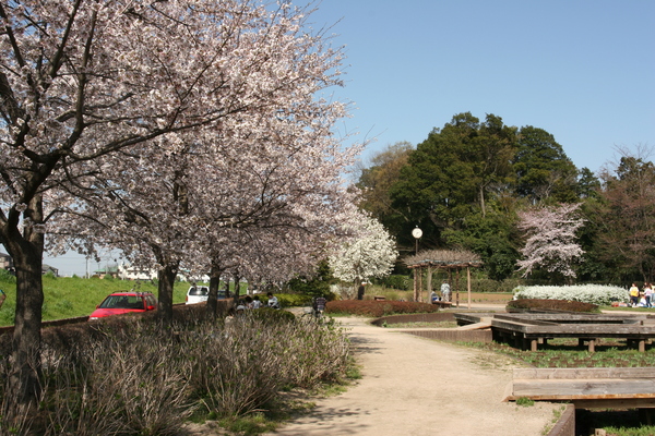 山崎公園の桜