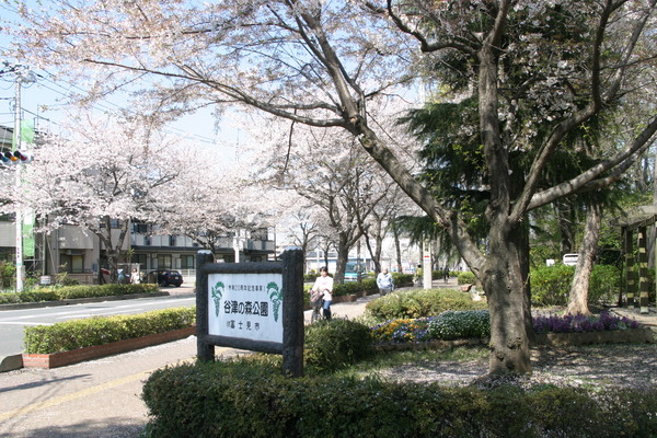 谷津の森公園周辺の桜