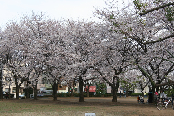 みずほ台中央公園の桜