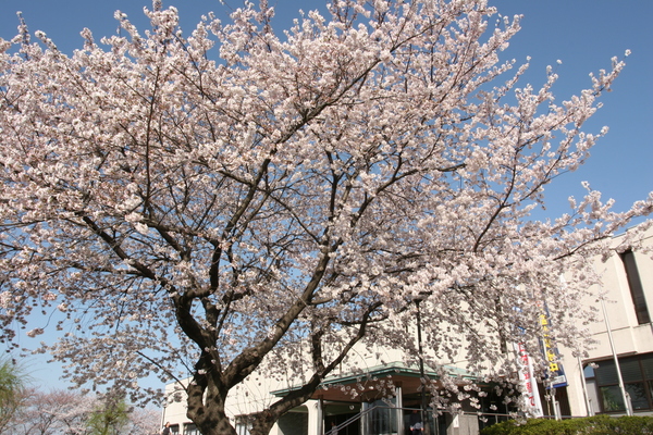 市役所本庁舎前の桜