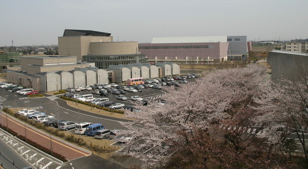 市役所本庁舎横の桜