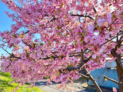 河津桜（寄り）