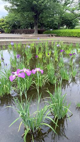 花菖蒲が咲いている写真