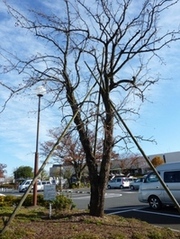 市役所前のナツメの木の画像