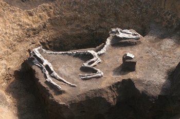 東前遺跡出土の埋葬された馬
